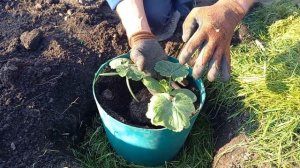 Посадка Кабачков в ведро - как посадить цукини в грунт.