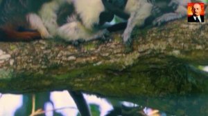 Эдипов Тамарин - странный примат с ирокезом на голове.