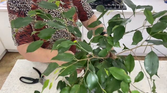 Обрезаю фикусы Бенджамина. Первая обрезка.