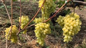 Ранний мускатный кишмиш - АЛЕКС .