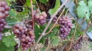 Виноград Аромелла, Цитронный Магарача, Зигерребе, Йох?