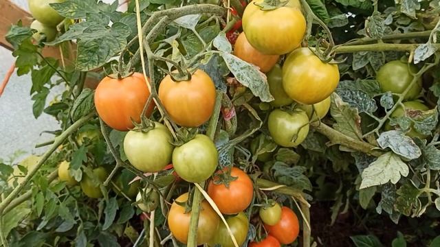 томат Турецкий сверх ранний