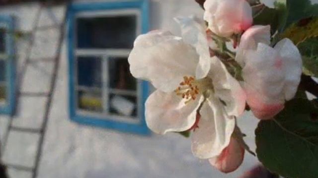 Мамина вишня 🍒(Знову наснилось дитинство...) - Раїса Ки смотреть онлайн