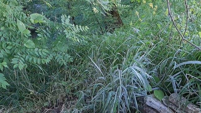 Приготовила ч¹епалг аш в печи.Жареный зелёный лук с тв смотреть онлайн