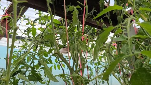 Томат ПОСЛЕОБЕДЕННЫЙ ВОСТОРГ смотреть онлайн