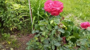 ОБЗОР РОЗЫ  4 - Х ВЕТРОВ.     video 20240610 124145