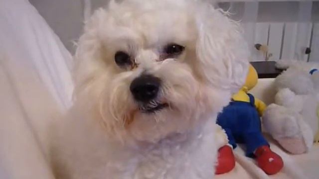 Смешные собаки. Самый сексуальный язычок! смотреть онлайн