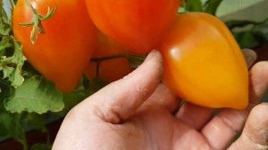 Томат Гордость Марины 07.08.24