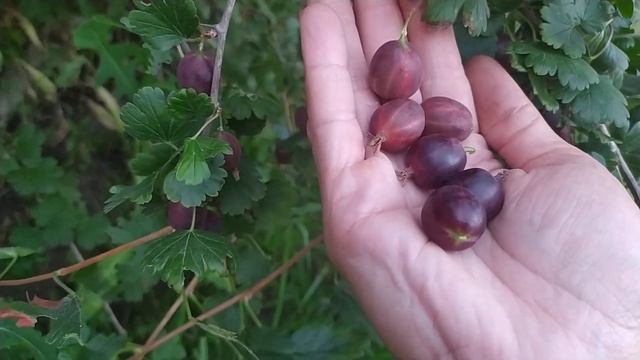 Крыжовник с крупными ягодами. Кто подскажет что за сор смотреть онлайн