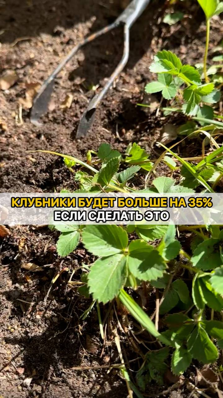 ОДНО ДЕЙСТВИЕ - и клубники будет больше!