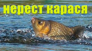 нерест карася