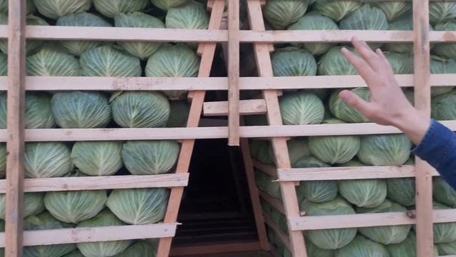 Капуста ЦЕНТУРИОН F1 готова к отправке на экспорт