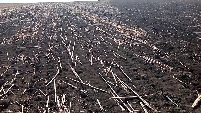 Готовлю под посев озимой пшеницы.
