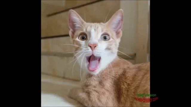 Удивлённые кошки смотреть онлайн