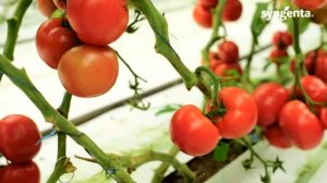 Малдуо F1 / Malduo F1, 80-90 дней