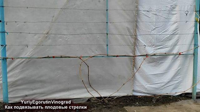 🍇 Никогда ТАК НЕ ПОДВЯЗЫВАЙ ВИНОГРАД весной. Как подв смотреть онлайн