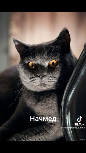 ГЛАВНЫЙ ВРАЧ #медик #врач #медсестра #санитарка #прикол #шутка смотреть онлайн