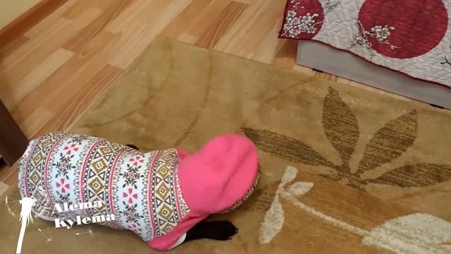 Бесстрашный бульдог завалил медведя смотреть онлайн