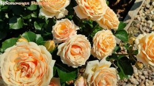 Роза Йорс ин Континьюд Френдшип. Сезон 2024