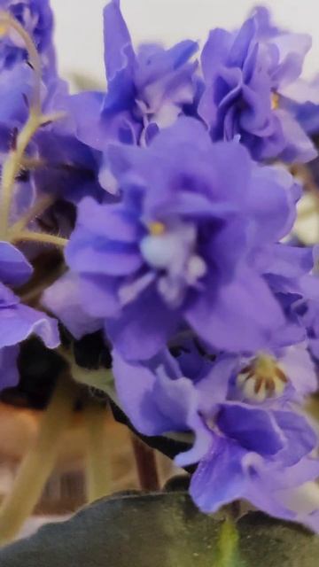 Фиалка безымяшка.