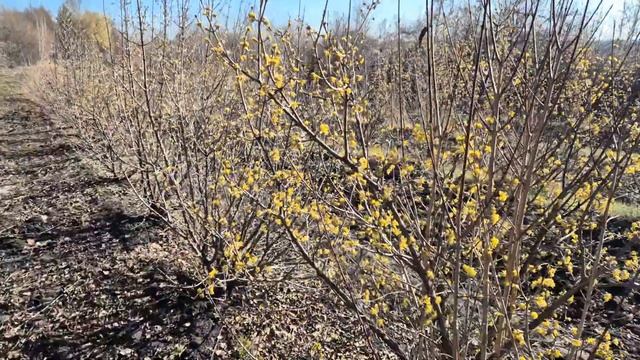 Цветение кизила, еще до апрельских морозов