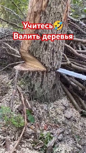 Неожиданно 😅#лес смотреть онлайн