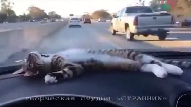 Приколы над котами !!?? смотреть онлайн