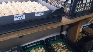 Выгонка тюльпанов в домашних условиях. Сезон 2025.