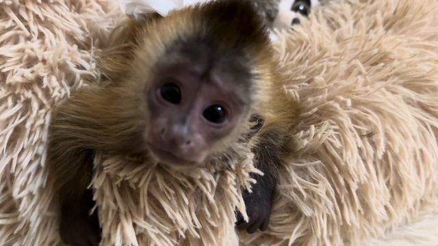 Самое МИЛОЕ видео! Маленькие Анфиса и Финик так мило б?