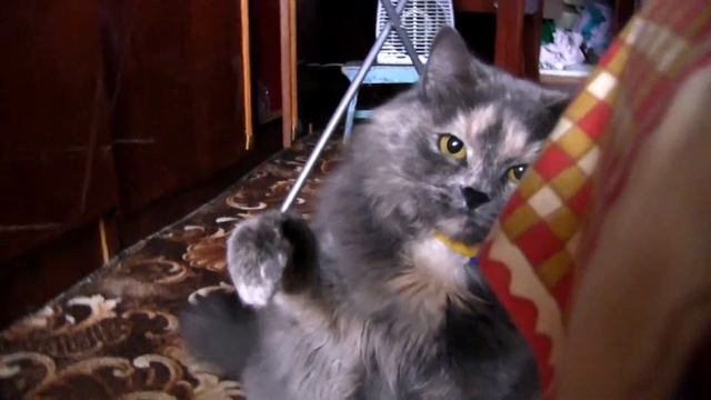 Прикольные Коты на диване.Cats. смотреть онлайн