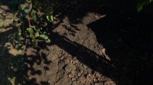 Груша МАРИЯ. 10.10.2024