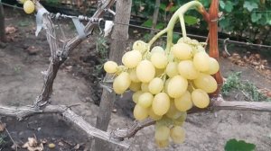 Регал сидлис. лучший кишмиш ЮАР. Действительно хорош