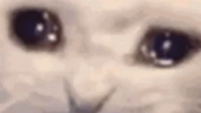 Местные приколы🤣🤣🤣🤣|Яролика КВ смотреть онлайн