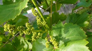 Виноград весной. Формируем будущий урожай: удаление лишних побегов, пасынков и прищипывание верхушек