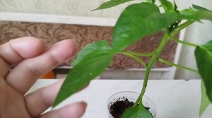 Трипс на рассаде перца.