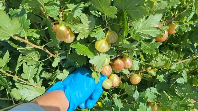 Крыжовник сорт Пакс смотреть онлайн