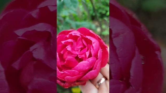 ч/г роза Аскот