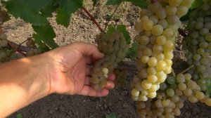 Технический виноград Диамант: прекрасный мускатный с?