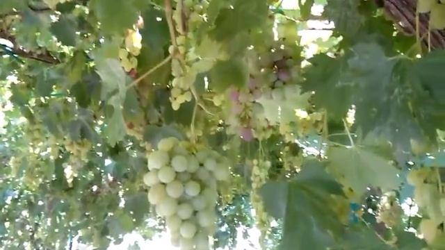 виноград 2 смотреть онлайн