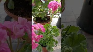 Пеларгонии, цветы. Первое цветение дома.