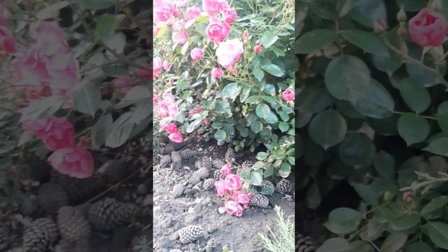 Розы Ангела и Джаз