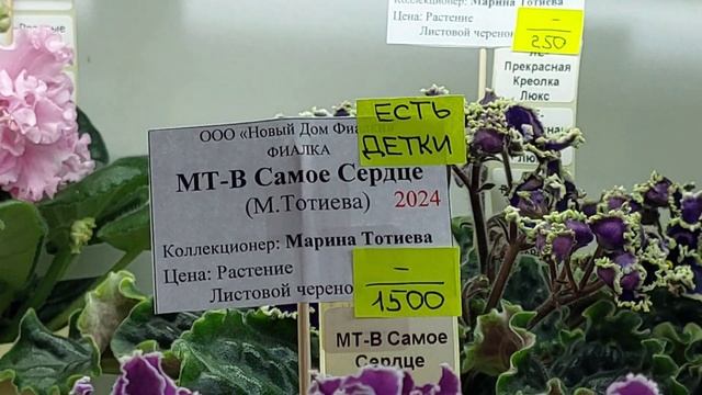 31.01.2025/Выставка фиалок(Р) в Доме фиалок по 03.02.25.#фиалки#? смотреть онлайн