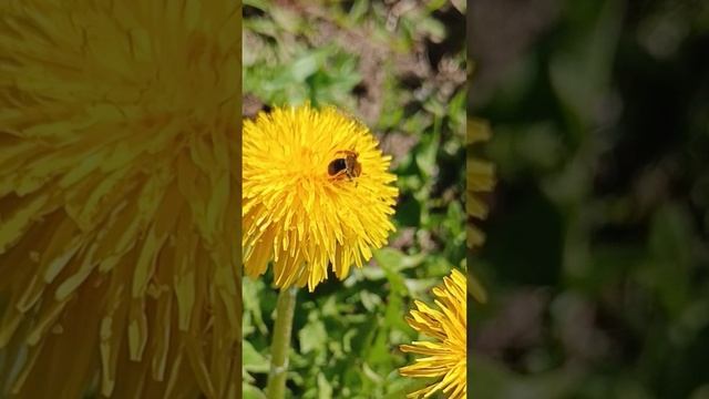 этюд про одуванчики...