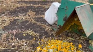 Уборка тыквы на семечку 2024