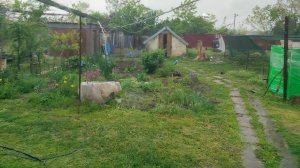 21-05-2025Опять дожди. Холодная весна. Ремонт стоит. Жизнь на пенсии.