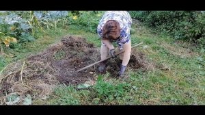 Урожай картофеля, выращенного на дерне под соломой.От
