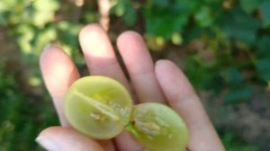 НИКИТОН виноград с высокой урожайностью очень раннег?