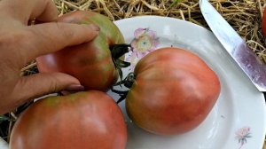 обзор томата 🍅,, фиолетовое сердце,,