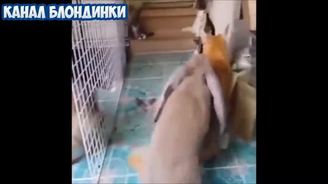 ПРИКОЛ №61 Лучшие приколы 2016 май Ржака до усрачки смотреть онлайн