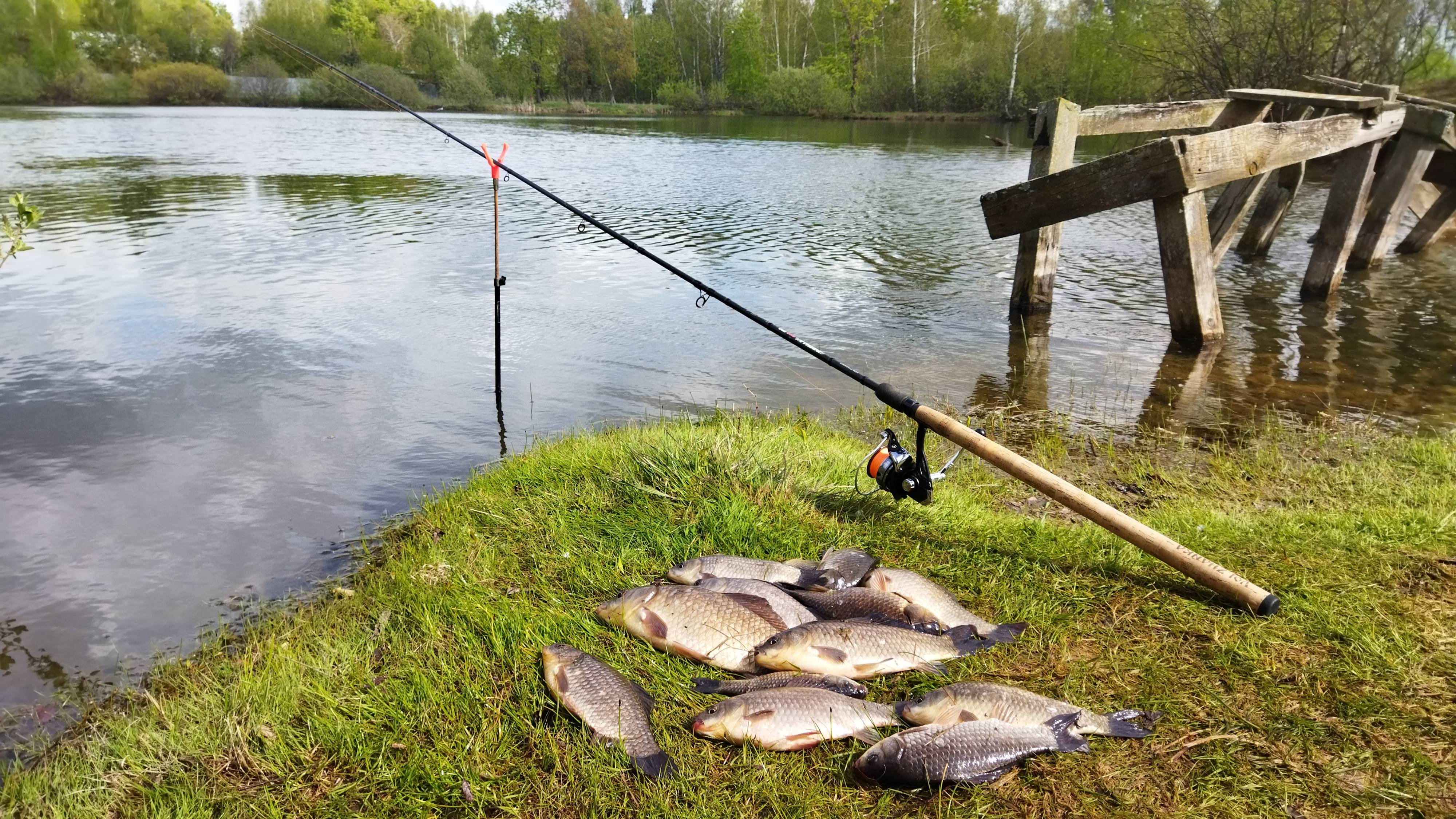 КАРАСЬ на фидер! Только насадил и сразу поклёвка рыбалка в мае. смотреть онлайн